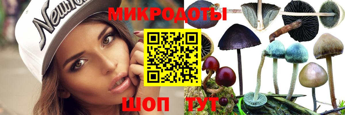 Псилоцибиновые грибы Psilocybine cubensis Северск